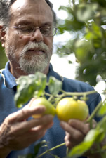 Un hombre examinando frutas en un árbol